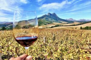 Savouring the Sights, Sounds, and Flavours of Wine Farms in Somerset West