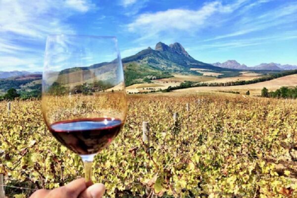 Savouring the Sights, Sounds, and Flavours of Wine Farms in Somerset West