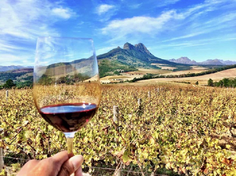 Savouring the Sights, Sounds, and Flavours of Wine Farms in Somerset West